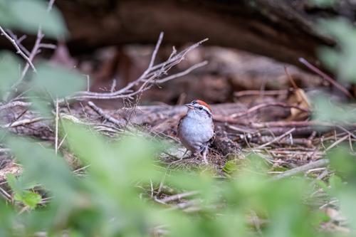 Slide 2 of 20: A small chipping sparrow sits on the ground of the woods, with an out-of-focus brown background of dead autumn leaves. A vignette of early spring green vegetation forms around the bird along the bottom of the frame and curling up the left and right sides of the frame. The bird is viewed from the front, with its head slightly angled toward the left, appearing to flirt with the viewer. It has a bright white chest and face with a black stripe around its black eye, and a bright red cap of feathers on its head.