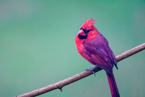 Slide 5 of 20: A bright red male cardinal on the right of the frame perched on a stick gazing toward the left of the frame, with an out-of-focus green background.