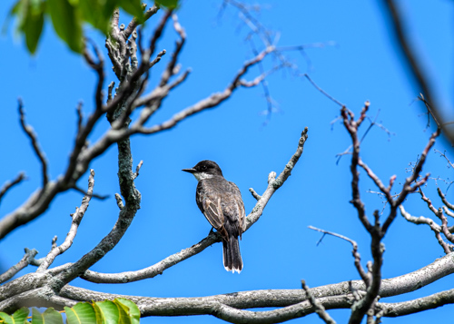 Slide 16 of 20: An Eastern Kingbird in a tree shown from behind as it looks to the left. The bird is perched on a tree branch against a blue sky with tree branches filling the frame from the sides.