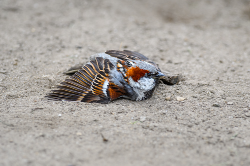 Slide 17 of 20: A closeup of a small sparrow sitting on the ground with its wings outspread in the dirt as it takes a dust bath. The bird who has white red and brown coloring, is looking toward the right of the frame and it ruffles its wings.