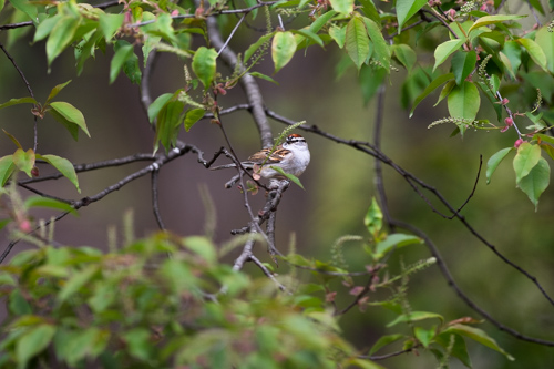 Slide 9 of 20: A chipping sparrow sitting on the branch of a cherry tree. The branch the bird is perched on has few leaves, with abundant leaves filling the frame horizontally along the top and bottom of the image.