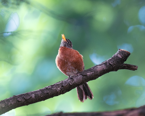 Slide 6 of 20: A robin sits perched on a dead tree branch with its orange chest puffed forward and head facing upward toward the sky. It's yellow beak is slightly open as it sings into the air.