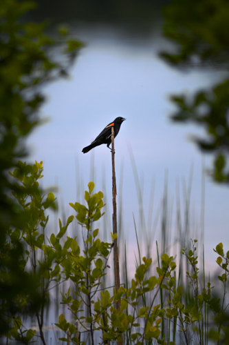 Slide 4 of 20: A red winged blackbird perched on a vertical reed by the water, about three-quarters up in the center of the frame, facing right. The light blue color of the water provides a backdrop to the bird, and green vegetation forms a vignette around the edges of the frame.