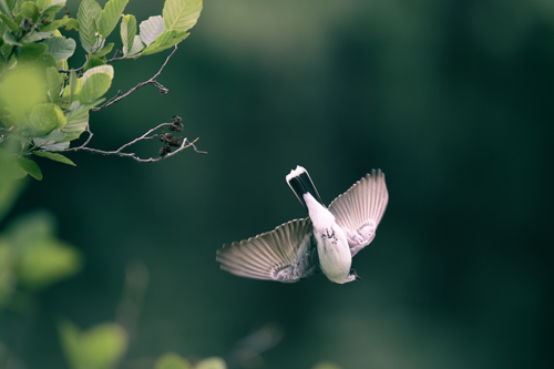 Slide 8 of 20: An Eastern Kingbird in midair, diving toward the water below to catch an insect. The bird is upside-down in midair with its tail pointed upwards and wings splayed to each side. It's belly is forward toward the viewer and its head is slightly angled toward the right as it swoops downward.