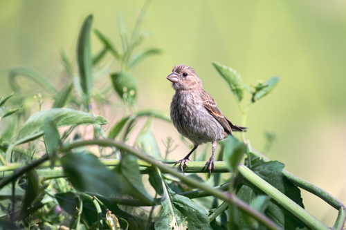 Slide 1 of 20: A female house finch sitting in the center of the frame facing slightly to the left is perched on the branch of an overgrown radish plant, where it enjoys eating the radish seeds. The photo is mostly monochromatic with the background a light green and the plant a dark green. The only other color is the brown of the bird's feathers, so she stands out against the background.