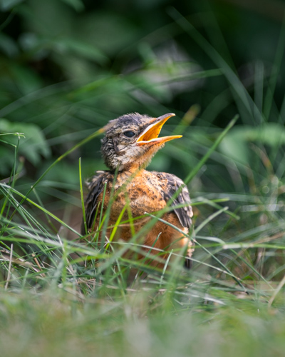 Slide 14 of 20: A fledgling American Robin with down feathers has just left the nest and is sitting in the grass in the center of the frame against a row of out-of-focus privet hedges where it shelters to stay safe. The bird does not know how to fly yet, so it is chirping to call for an adult bird to feed it.