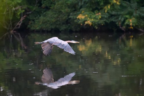 Slide 12 of 20: A great blue herron viewed from the right side profile in flight, moving from the left of the frame toward the right. The heron gracefully glides over the water of a lake with its wings arced downward. The water gently reflects the trees of the background.