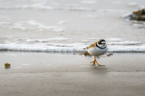 Slide 15 of 20: A small plover stands on the center right of the frame on the shoreline at the ocean. The gentle edge of a wave is immediately behind it. The bird has its right leg crossed in front of the left as it walks toward the right, glancing up at the viewer.