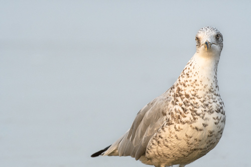 Slide 13 of 20: A seagull stands on the right side of the frame against a pale blue background, angled toward the right of the frame with its face looking directly at the viewer. The seagull has white feathers on its head neck and chest with brown speckles, a grey back, and black tail.