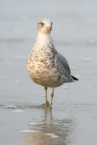 Slide 10 of 20: A seagull walks through the shallow waters at the edge of the ocean, with water up to its ankels as it pulls its right leg forward. The bird is viewed from the front with its head slightly angled toward the right of the frame and its left eye on the viewer. The bird's head neck and chest are white with brown speckles, with a grey back and black tail. Its eye is a light yellow, and beak a bright orange-yellow with a black stripe.
