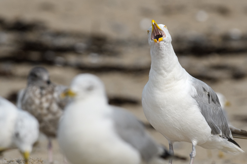 Slide 7 of 20: A flock of seagulls sit on the sand of the beach. The three gulls on the left are resting and are mostly out of focus to the viewer. The gull on the right of the frame is in sharp focus, viewed from the front with its beak wide open as it squawks at the viewer revealing the roof of its mouth. It has a bright yellow-orange beak, bright white feathers on its chest neck and face, and grey feathers down its back.