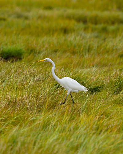 Slide 20 of 20: A white egret in the center of the frame stalks through the tall grass of a salt marsh looking for food. The bird is seen from the left side profile with its left leg in front of the right as it walks around. The bird has a very long neck with a bright yellow beak and long lanky black legs. The grass in the salt marsh is a mix of light and dark greens and a golden orange color.