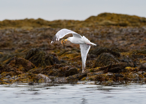 Slide 3 of 20: A seagull in midair flying toward the left of the frame with its left wing arched above its head and right wing below its body. The viewer can clearly see a crab in the gull's beak, which it is carrying by its leg toward a large rock, where it plans to eat its breakfast.