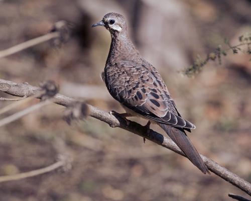 Slide 19 of 20: A mourning dove is perched on a thin branch facing toward the left of the frame while keeping an eye on the viewer. The bird's brown tan and white coloring matches the colors of the wooded area behind it and is almost camouflaged, however the bird is in focus while the background is out of focus.