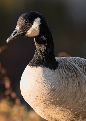 Slide 11 of 20: A closeup portrait of a goose at sunset. The goose is facing toward the left side of the frame and has the warm glow of sunset on its face and chest.