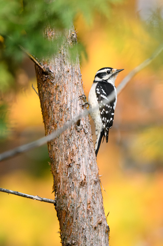 Slide 18 of 20: A female woodpecker clings to the right side of an old cedar trunk as it glances over its shoulder toward the right side of the frame. Its black and white feathers stand out against the yellow glow of autumn leaves in the background as out-of-focus pine branches enter the frame from the top left corner.
