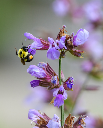 Slide 2 of 12: A bee sitting on a purple sage flower with its arms over its head, as if about to thrust its arms forward into the flower.