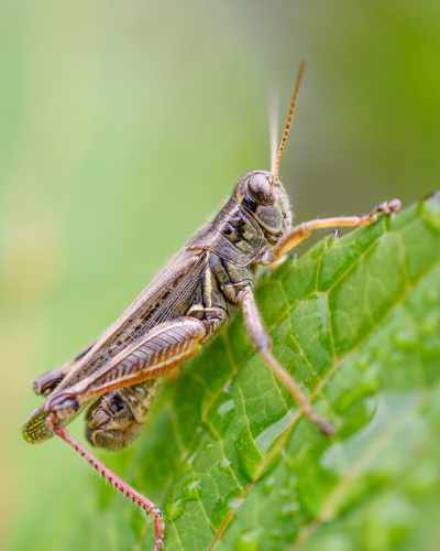 Slide 3 of 12: A closeup of a grasshopper sitting on a serrated leaf facing upward toward the right at a diagonal angle in the frame.