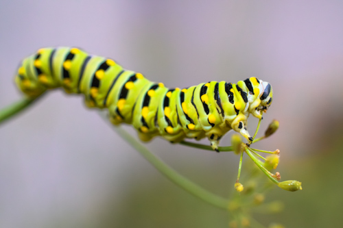 Slide 11 of 12: A close up of a swallowtail butterfly caterpillar on the horizontal branch of a dill plant, feeding on the flower at the end. The caterpillar is green with black stripes and yellow dots on every other stripe.