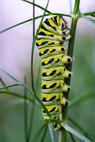 Slide 4 of 12: A close up of the right side profile of a swallowtail butterfly caterpillar crawling vertically up a fennel stalk. The fennel rises vertically on the right side of the frame with its fronds sparsley spreading toward the left and right. The caterpillar is green with black stripes and yellow dots on every other black stripe. It's on the left-side of the fennel stalk with its legs clearly gripping the fennel stalk, and the front of its body slightly arced as it inches upwards.