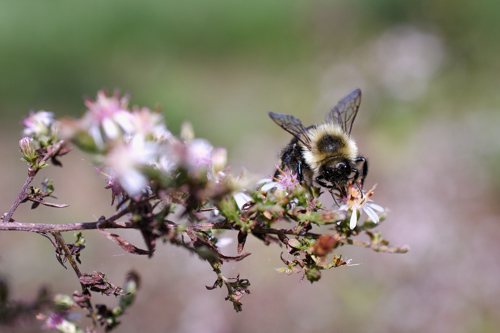 Slide 10 of 12: A branch of small aster flowers enters the frame from the left, which are mostly out of focus. At the end of the branch, about three three-quarters of the way toward the right of the frame, a bumble bee sits on a flower. The bee is facing toward the viewer with its head down toward the flower. The yellow fuzz on the bee's back is clearly visible with its wings pointing up toward the sky.
