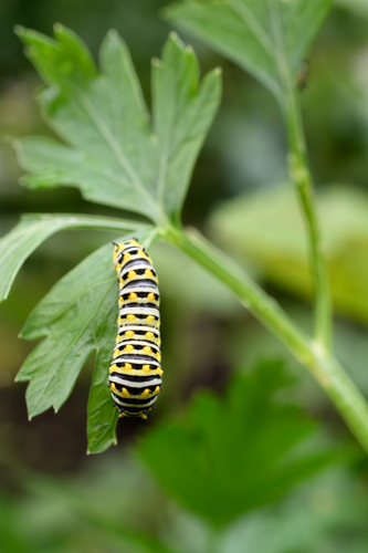 Slide 7 of 12: A closeup of a parsley stem and leaf entering the frame from the bottom right, moving up toward the top left of the frame, with a swallowtail butterfly caterpillar moving down the leaf toward the bottom of the frame. The caterpillar has black and white stripes with yellow dots and black pointy spines on every other black stripe.