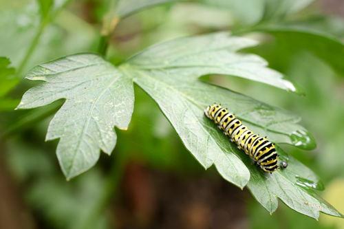 Slide 1 of 12: A close up of a swallowtail butterfly caterpillar crawling down the center of a parsley leaf toward the bottom right of the frame. The parsley leaf fills most of the frame from the center left and moves diagonally down toward the bottom right corner, spreading through the whole frame. The caterpillar has black and white stripes with yellow dots on every other black stripe, and the viewer sees its back and right side profile from above as it moves downward.