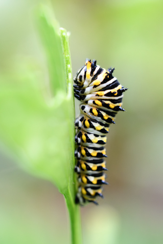 Slide 9 of 12: A close up of the left profile view of a swallowtail butterfly caterpillar crawling up the stem of a parsley leaf. The parsley leaf enters the frame from the bottom center with the mostly out-of-focus leaf curling toward the left side of the frame. The caterpillar has black and white stripes with yellow dots and black pointy spines on every other black stripe. The front of its body is slightly arced as it inches up the leaf.