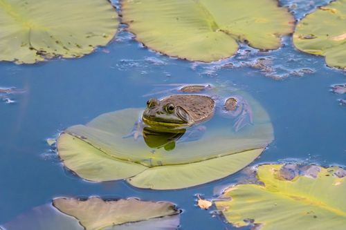 Slide 1 of 7: A large bull frog sits on a lilly pad in the center of the frame angled toward the bottom left corner of the frame surrounded by blue water with a vignette of other lilly pads around the top, right, and bottom of the frame. The lilly that the frog is sitting on is partially submerged in water, held under by the weight of the frog. The frogs legs can be seen beneath the water while its body and head are above water.