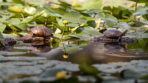 Slide 6 of 7: Two small turtles sit on rocks on either side of the frame, one in a golden sun beam facing left, and the other in the shade facing right. The surface of the water in the background is covered in a thick blanket of lilly pads that protrude slightly above the surface of the water.