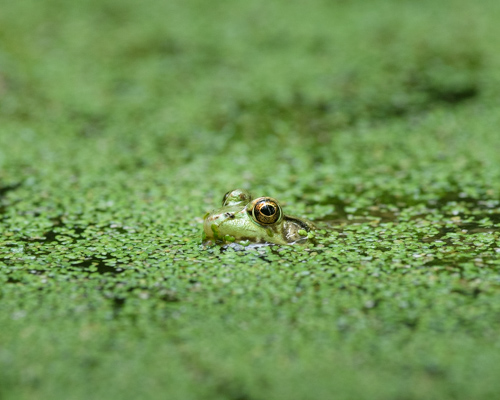 Slide 7 of 7: The majority of the frame is filled with green duckweed on the surface of a pond, with a shallow depth of field so only a narrow horizontal strip at the center of the frame is in focus. Where the duckweed is in focus, the top of a frog's head protrudes above the surface of the water, lifting out of the duckweed, with its eyes fixed intently on the viewer.
