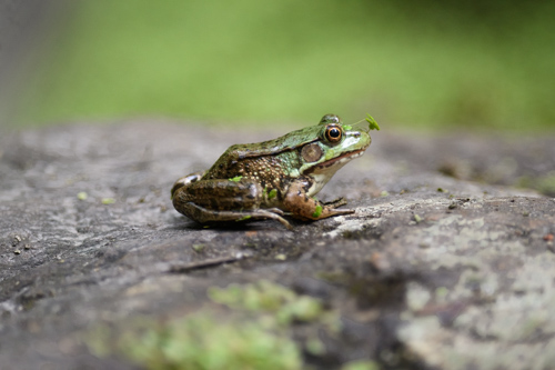 Slide 2 of 7: A small green frog sits in right side profile on a large grey rock that takes up the majority of the frame. The frog recently left the water, and has a small piece of duckweed stuck to its head that is protruding away from its forehead.
