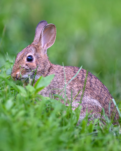 Slide 4 of 17: A rabbit sits on a slope of grass that is entering the frame diagonally from the left toward the bottom right of the frame. The rabbit is facing up the slope toward the left, leaning in to eat the grass while glancing at the viewer.