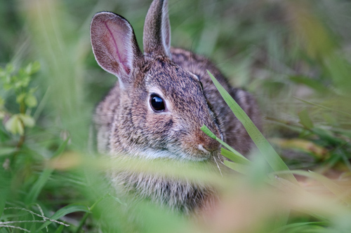 Slide 10 of 17: A closeup portrait of a rabbit that is sitting on the ground peering through long blades of grass, looking at the viewer, while also nibbling on the grass.