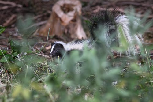 Slide 9 of 17: A skunk walking toward the left of the frame with its bushy tail in the air, partially hidden by out-of-focus green branches, with a dead tree stump just behind it.