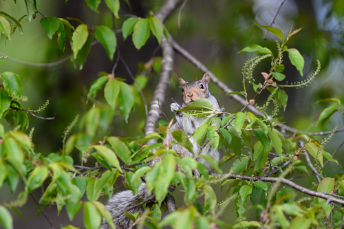 Slide 2 of 17: A squirrel climbing a thin branch of a cherry tree that has young leaves and spring buds. The squirrel is partially hidden behind the leaves, holding onto one of them, with its face peering over the leaf at the viewer.