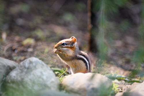 Slide 3 of 17: A chipmunk in the center of the frame facing left, standing on its hind legs with its hands up to its mouth as it eats something. There are white stones on the ground in front of the chipmunk and the broun ground of the woods is out of focus behind it.