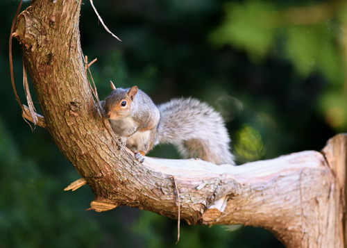 Slide 11 of 17: And old dead branch of a cedar tree with fraying bark enters the frame at the top left, and curves down toward the bottom right of the frame. A squirrel clings onto the branch, peeking around it and gazing at the viewer playfully. 