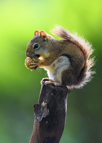 Slide 5 of 17: A squirrel is sitting on a wooden post, facing toward the left of the frame against a vibrant green background that is lit up by the rising sun. The squirrel is holding a nut up to its mouth as it chews on the outer shell.