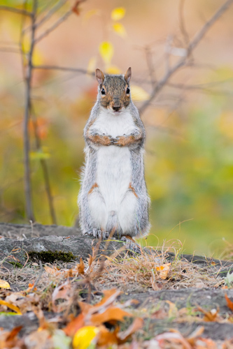 Slide 17 of 17: A squirrel standing tall on its hind legs atop a rock covered with autumn leaves, against a background of glowing green, yellow and orange autumn colors and sparse tree branches. The squirrel has its paws folded over the center of its chest with its finger tips touching, looking straight ahead of the viewer.