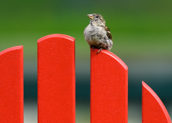 The back slats of a red adirondack chair arch through the frame from center left to the bottom right corner. A house sparrow is perchec on top of the second from the right slat, angled toward the left of the frame with it's head nobly held in the air.
