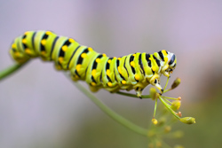 A close up of a swallowtail butterfly caterpillar, which
                  is green with black stripes, and yellow dots on every other
                  stripe. It is crawling along the branch of a dill plant,
                  feeding on the flower at the end.