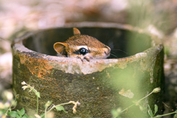 An old black drain pipe protrudes from the ground in the center of the frame, revealing the top of a chipmunk's head peeking up toward the right.