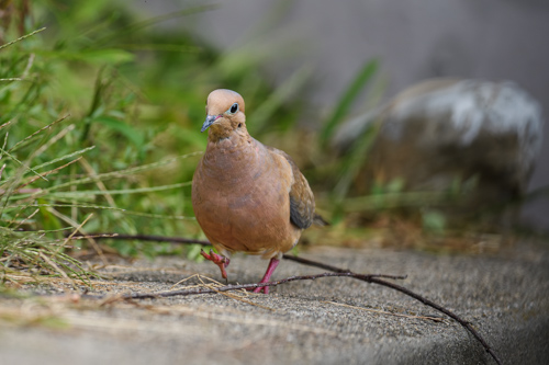 Slide 3 of 10: A mourning dove with light orange feathers a light blue beak and dark brown wings marches along a retaining wall that runs diagonally through the frame from bottom left to center right. The dove's right foot is in the air as it walks toward the front left corner of the frame.
