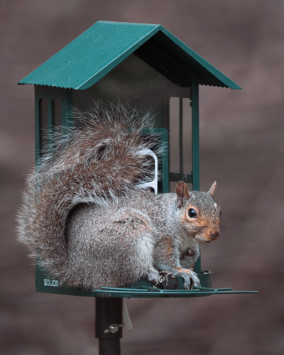 Slide 4 of 10: A green bird feeder takes up the majority of the frame, which is resting on top of a black pole that protrudes from the center bottom of the frame. A squirrel sits on the feeder, facing the front right of the frame. The squirrel looks guiltily at the viewer, expecting to find a snack but the feeder is empty.