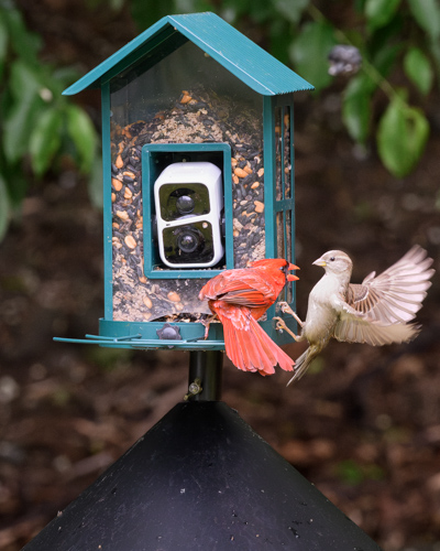 Slide 8 of 10: A green bird feeder on top of a black pole with a cone-shaped squirrel baffle beneath the feeder is in the center of the frame. On it are two birds squabbling over who gets to sit at the feeder. A cardinal is perched on the feeder, thrusting its head toward the right with an open beak in the direction of a house finch that is trying to land on the feeder. The finch is clinging onto the right side of the feeder and has its wings spread out behind it as it comes in for a landing.