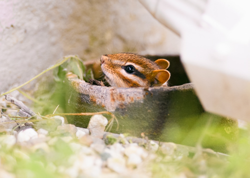 Slide 2 of 10: An old black drainpipe slightly protrudes from the ground in the center of the frame against a white wall. There is a chipmunk poking its head out of the pipe, facing toward the left side of the frame. There are white pebbles and green strands of grass out of focus on the foreground below the chipmunk's face, and a new white gutter downspout cuts across the top left corner of the frame directly above the chipmunk's head.
