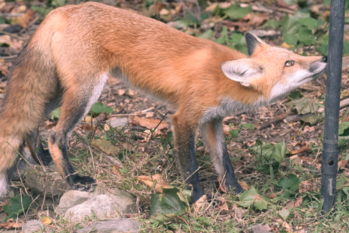 Slide 7 of 10: A large slim red fox takes up the majority of the frame, seen in right side profile as it sniffs the base of a black bird feeder pole on the right of the frame. The fox's head is slightly angled upwards, revealing a beautiful amber colored eye.