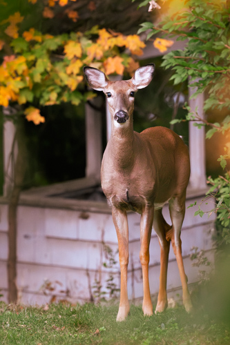 Slide 9 of 10: A deer stands in a suburban yard looking straight ahead at the viewer. It's standing in front of a white water well with a vignette of autumn leaves on the top background and right side of the frame.